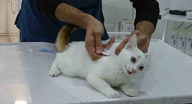 Evcil hayvanı olanlar dikkat, uyuz kapma riski bulunuyor