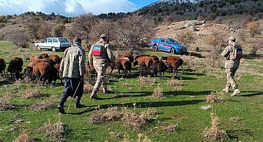 Fırtınada kaybolan koyunlar jandarma tarafından bulundu