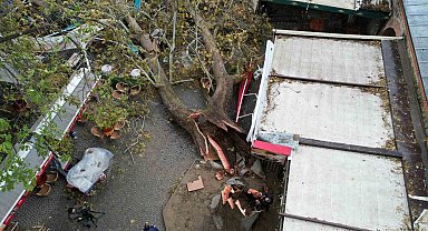 Fırtınaya dayanamayan 250 yıllık çınar dron ile görüntülendi