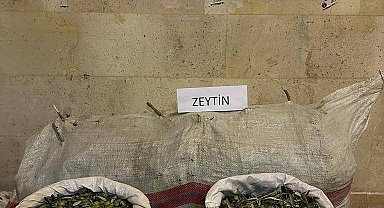 Germencik'te zeytin hırsızları yakalandı