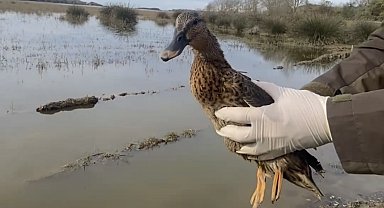 Göç yorgunu ördek, tedavi sonrası tekrar doğaya salındı