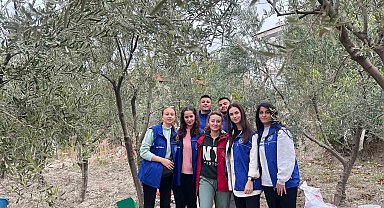 Gördes MYO öğrencilerinden zeytin hasadı