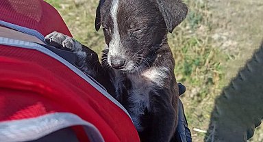 Görme engelli yavru köpek emin ellerde