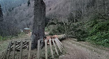 Gümüşhane'de fırtına yüzlerce yıllık ağacı devirdi
