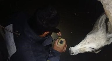 Hatay'da kuyuya düşen eşek kurtarıldı