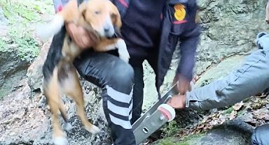 Hatay'da kuyuya düşen köpeği, itfaiye kurtardı