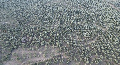 Havran İlçe Tarım'da dron dönemi