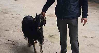 Isparta'da ağıldan 3 keçi çalıp sattığı tespit edilen şahıs yakalandı