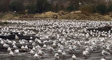 İstanbul'da etkili olan Lodos martıları da vurdu