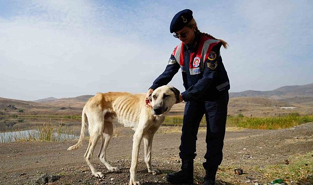 Jandarma ekipleri sahipsiz köpeklere sahip çıkıyor