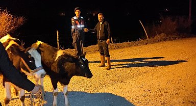 Jandarma, kaybolan inekleri kısa sürede buldu