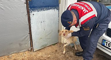 Jandarmadan yaralı hayvanlara yardım eli