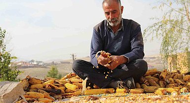 Kahramanmaraş'ta mısır hasadı sona erdi
