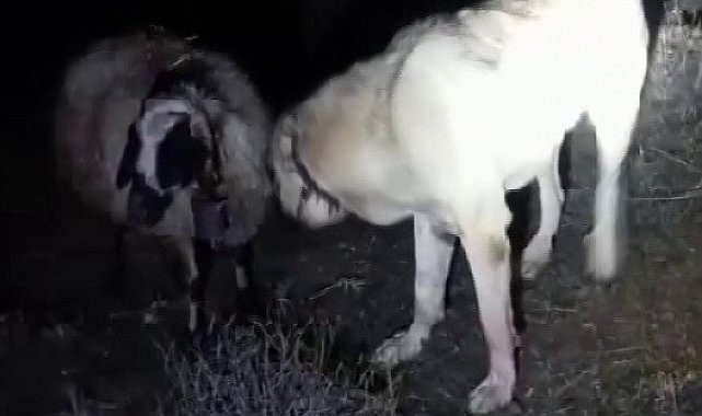 Kangal vefası ile hayret ettirdi