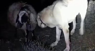 Kangal vefası ile hayret ettirdi