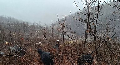 Kar ve tipiye yakalanan hayvan sürüsü güçlükle köye ulaştırıldı