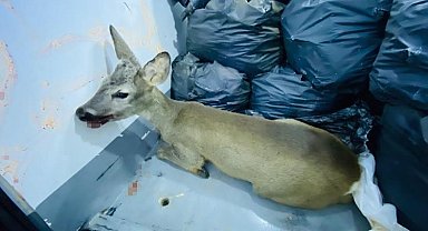 Karaca yavrusu sokak köpeklerinden son anda kurtuldu