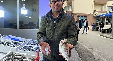 Karadeniz'de 300 gramlık mezgit yakalandı