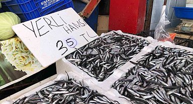 Karadeniz'de hamsi bolluğu sürüyor