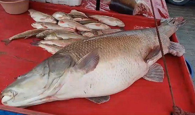 Karasu Nehri'nde 110 kiloluk turna balığı oltaya takıldı