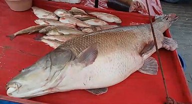 Karasu Nehri'nde 110 kiloluk turna balığı oltaya takıldı