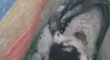 Karlı havada yayladan göçerken unutulan kuzuyu kurtarmak için seferber oldular