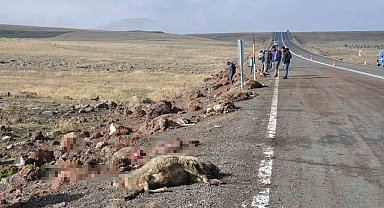 Kars'ta tur midibüsü hayvan sürüsüne çarptı