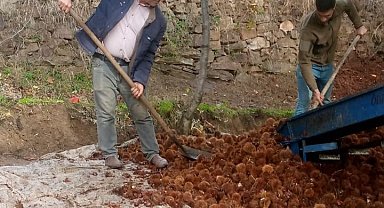 Kestanede bu yıl verim az kalite yüksek