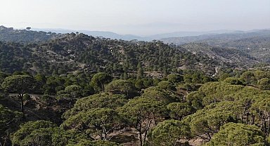 Kilosu altınla yarışan çam fıstığını izinsiz toplayan 3 şüpheli suçüstü yakalandı