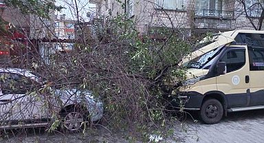 Kırklareli'nde şiddetli rüzgar ağaçları devirdi
