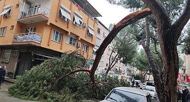 Kopan ağaç dalı seyir halindeki otomobilin üzerine düştü