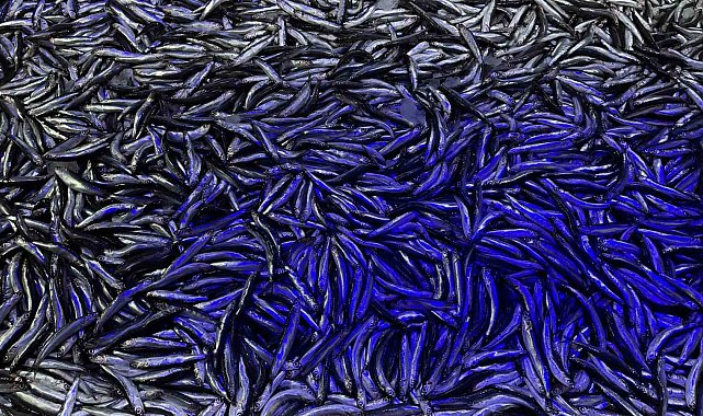 Kötü hava balıkçılığı olumsuz etkiledi, hamsinin kilosu 60 liraya çıktı
