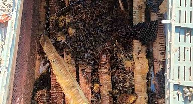 Köye inen ayılar arı kovanlarını parçaladı