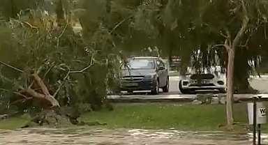 Kuşadası'nda kuvvetli rüzgar ağaçları devirdi