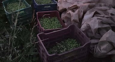 Kuyucak'ta zeytin hırsızı suçüstü yakalandı