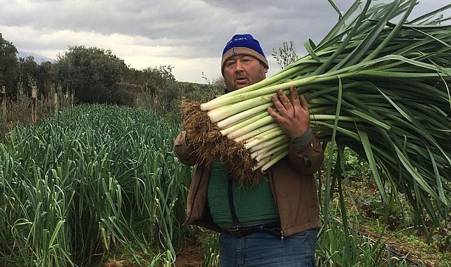 Manisalı üretici 35 yıl sonra ata tohumlarıyla sebze yetiştirmeye başladı