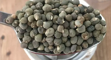 Mucizevi besin: Bağırsakları temizliyor, kolesterolü dengeliyor! İşte saymakla bitmeyen faydaları