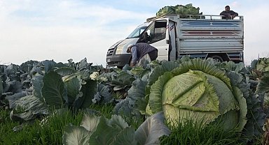 Muş'ta lahana üretiminden 90 milyon lira gelir bekleniyor