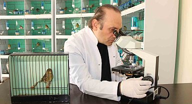 Nesli tükenme tehlikesindeki yabani ispinoz kuşları korumaya yönelik projeye destek