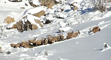 Niğde'de yaban hayvanları için doğaya yem bırakıldı