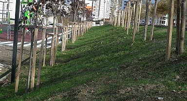 Parkları yeşillendirmede yeni yöntem