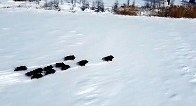 Popülasyonu artan domuz sürüsü havadan görüntülendi