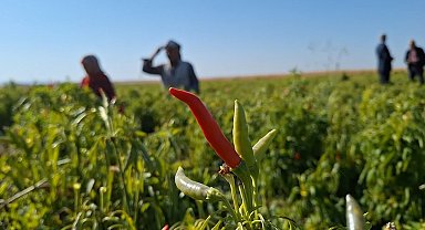 Şanlıurfa'da ilk kez ekilen ürün çiftçinin yüzünü güldürdü