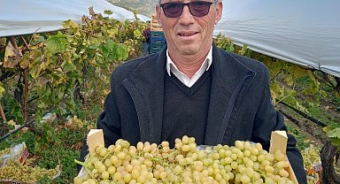 Sarıgöl'de bir yandan hasat bir yandan budama