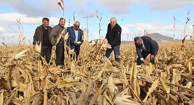 Şiddetli rüzgar hasat edilmeyi bekleyen mısırlara zarar verdi