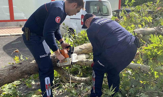 Şiddetli rüzgara dayanamayan çınar ağacı yola devrildi