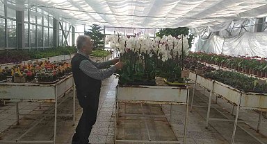Sincan Belediyesinin seralarında Öğretmenler Günü hazırlığı