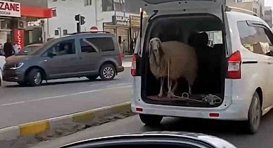 Şırnak'ta koyunu bagajda taşıdılar