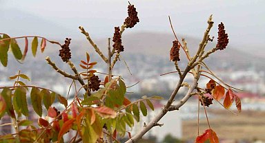 Sofraların vazgeçilmesi sumak ekşisi Kahramanmaraş'ta yapılmaya başlandı