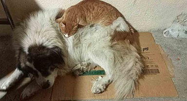 Soğuk hava ezeli 'düşmanları' arkadaş yaptı